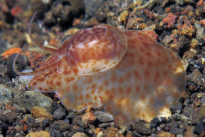 Notocochlis gualtieriana