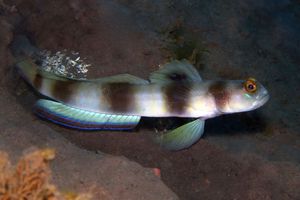 Amblyeleotris fontanesii