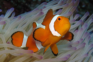 Amphiprion ocellaris