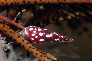 Annulobalcis vinarius