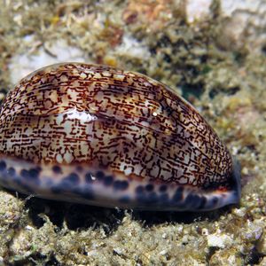 Mauritia arabica