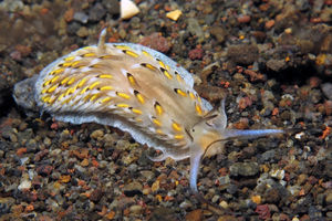 Cerberilla asamusiensis