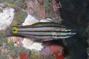 Cheilodipterus isostigmus