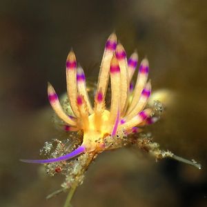 Coryphellina