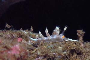Cratena