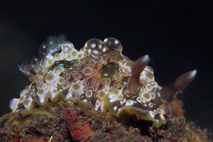 Dendrodoris krusensternii
