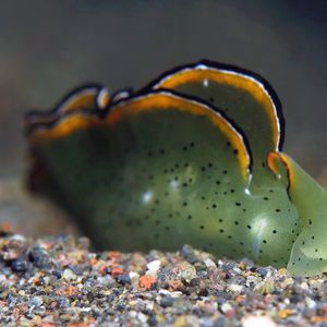 Elysia ornata