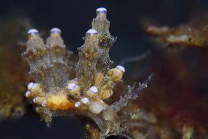 Eubranchus rubropunctatus