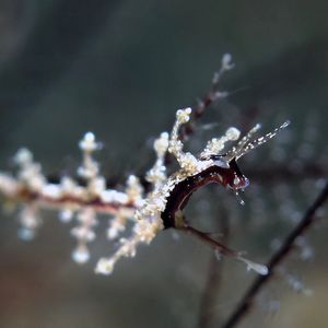 Eubranchus putnami