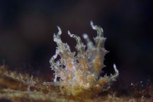 Eubranchus virginalis