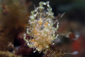 Eubranchus virginalis