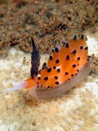 敦贺灰翼海蛞蝓