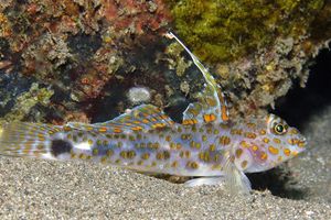 Fusigobius inframaculatus
