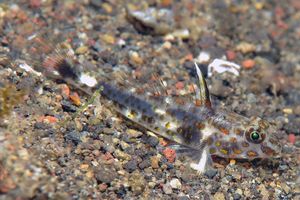 Fusigobius inframaculatus