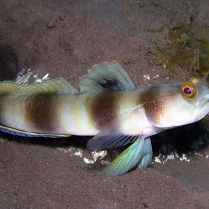Amblyeleotris fontanesii