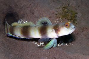 Amblyeleotris fontanesii