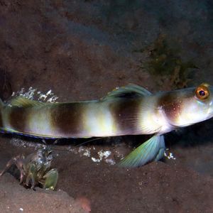 Amblyeleotris fontanesii