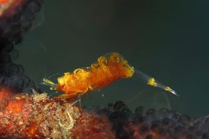 Hamodactylus noumeae