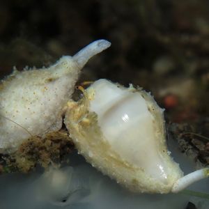 莫格金星爱神螺