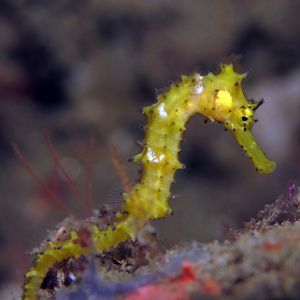 Hippocampus histrix