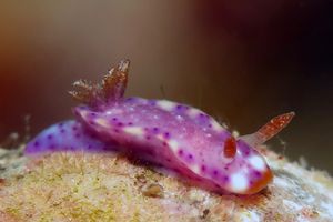 Hypselodoris