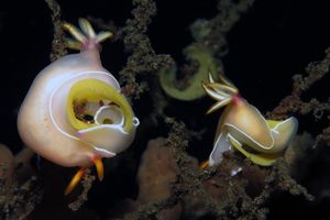 Hypselodoris bullockii