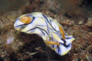 Hypselodoris zephyra