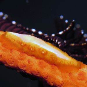 Aclyvolva coarctata