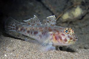 Fusigobius maximus