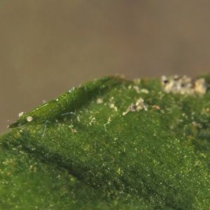 海草虾