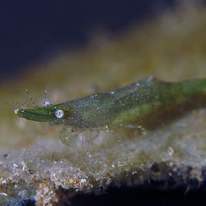 海草虾