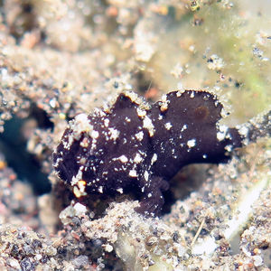 Nudiantennarius subteres