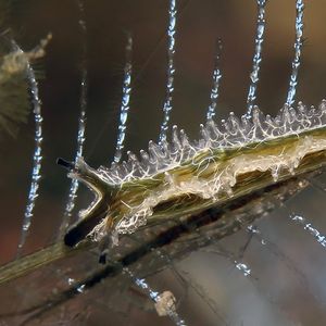 Lomanotus vermiformis