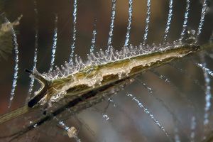 Lomanotus vermiformis