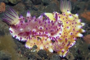 Mexichromis multituberculata