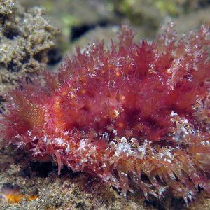 Naria helvola
