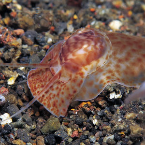 Notocochlis gualtieriana
