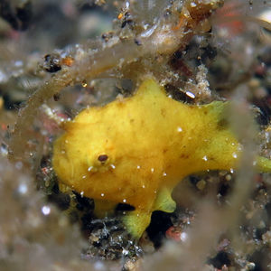 Nudiantennarius subteres