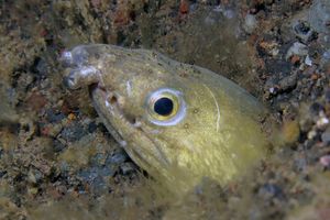 Ophichthus altipennis