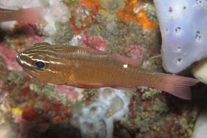 Ostorhinchus moluccensis