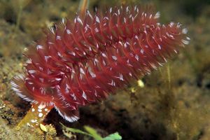 Phoronopsis californica