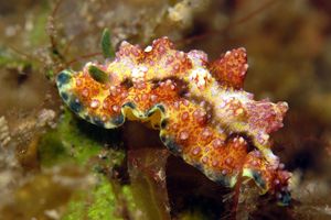 Phyllidiopsis cardinalis