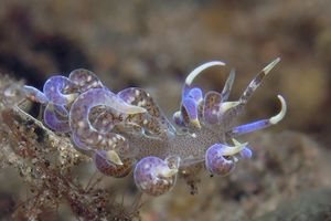 Phyllodesmium macphersonae