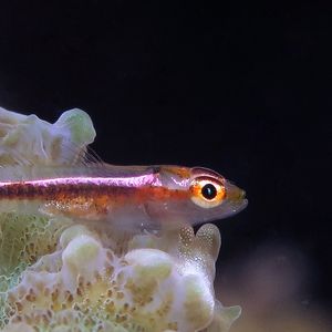 Pleurosicya micheli
