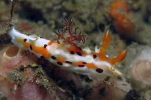 Plocamopherus margaretae