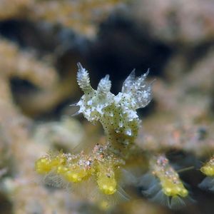 Polycera fujitai