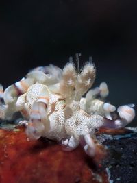 里沃扇羽海蛞蝓