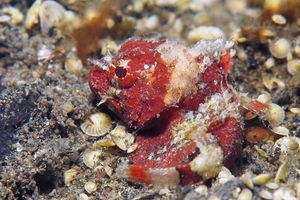 Scorpaenopsis obtusa