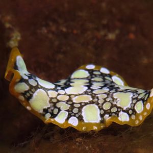 Pseudoceros scintillatus