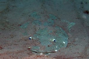 Platycephalus indicus